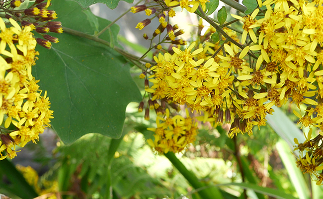 séneçon à feuilles de pétasite : fleurs jaunes