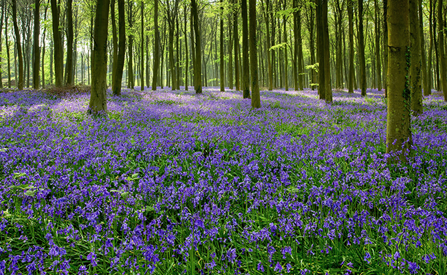tapis bleuté de Jacinthe des bois (Hyacinthoides non-scripta)