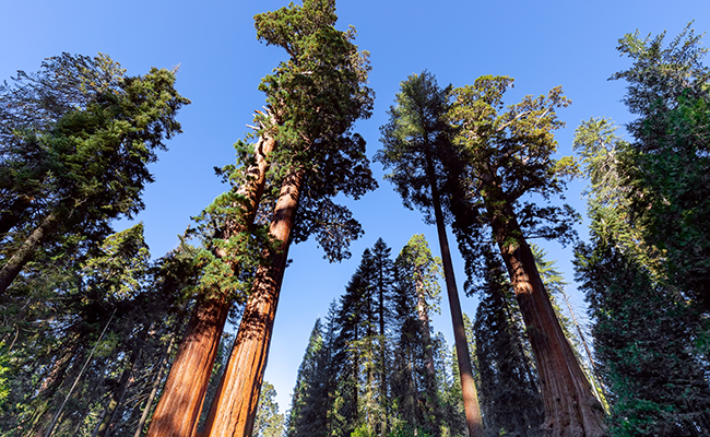 magnifiques séquoias géants