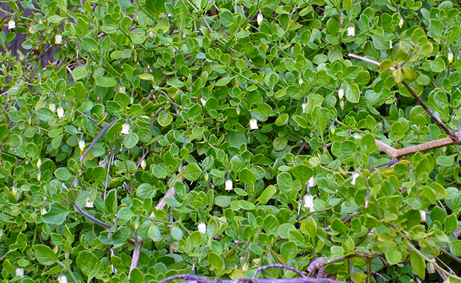 se débarrasser du muguet des pampas (Salpichroa origanifolia)