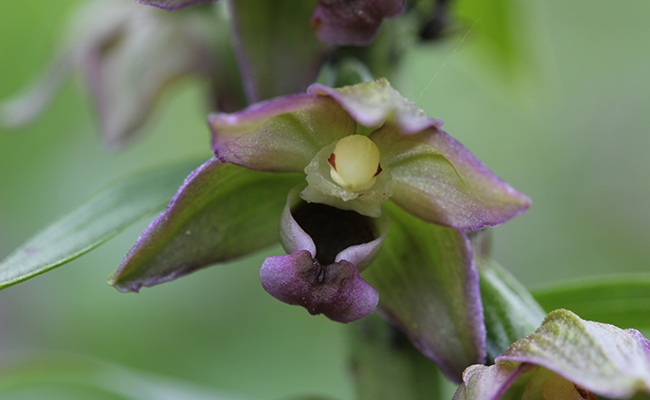fleur d'Epipactis helleborine