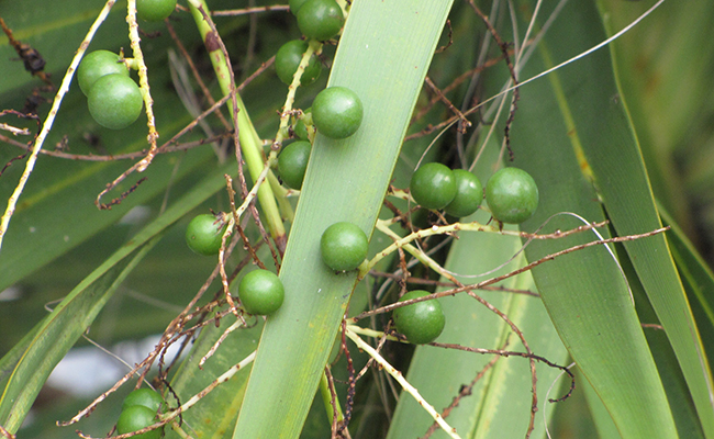 fruits du Chou palmiste