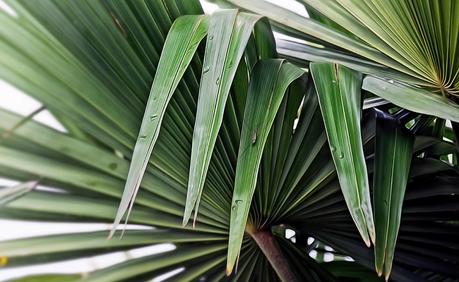 Livistona chinensis, le palmier éventail chinois