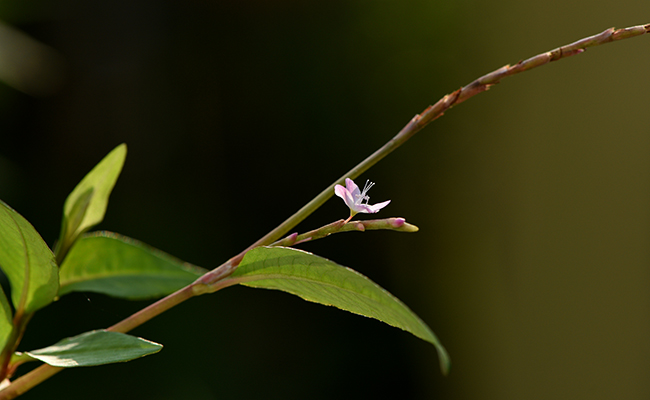 fleur de coriandre vietnamienne (Persicaria odorata)