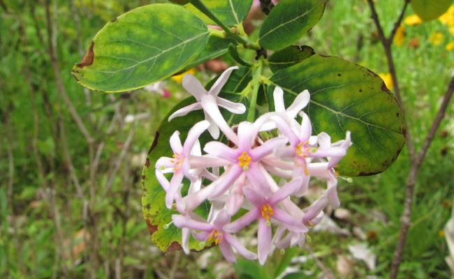 fleur de l'arbre pompon (Dais cotinifolia)