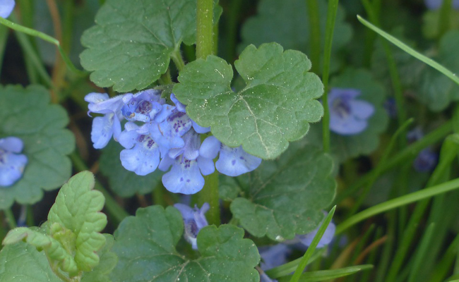 lierre terrestre, couvre-sol naturel aux fleurs bleues