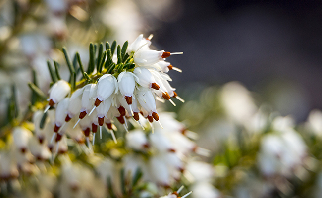 fleurs blanches de bruyère tapissante (Erica carnea)
