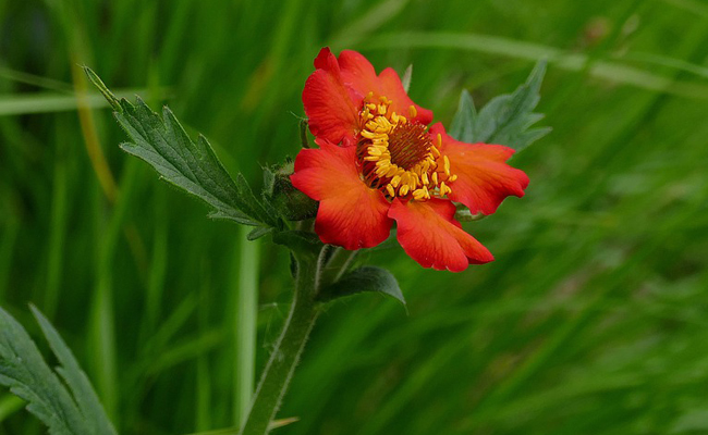 fleur de benoîte (Geum)
