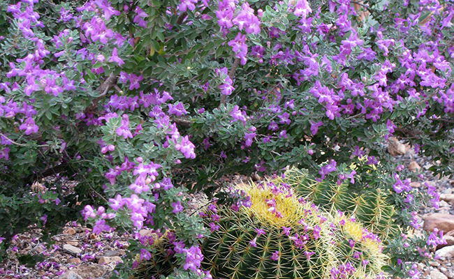 Sauge du désert (Leucophyllum frutescens) pour les jardins sans arrosage