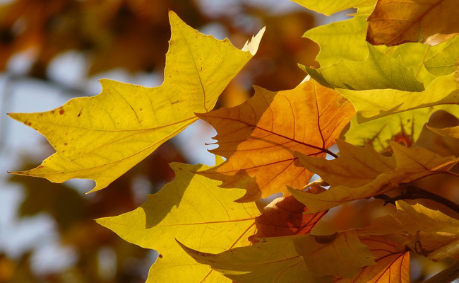 erables aux feuilles flamboyantes en automne