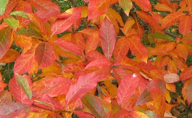 feuilles du tupélo vernissées rouge carminé à l'automne
