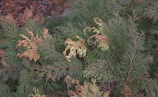 feuilles bronze en hiver du cyprès rampant de Sibérie