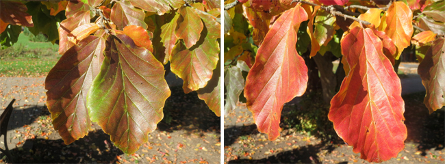 évolution du feuillage d’automne de l'arbre de fer (Parrotia persica)