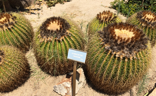 Coussin de belle-mère (Echinocactus grusonii), cactus oursin