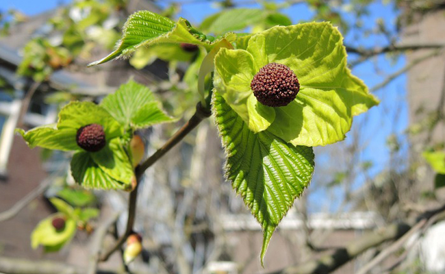 fruits de l'arbre aux mouchoirs (Davidia involucrata)