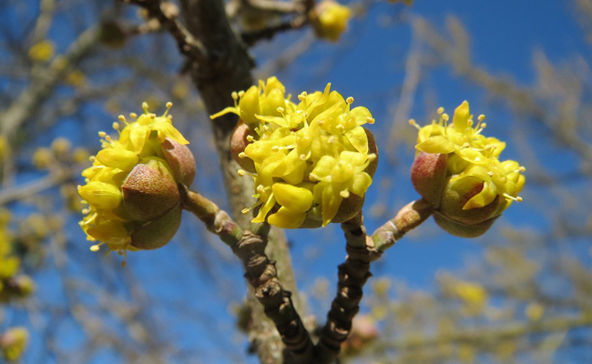 floraison jaune du cornouiller mâle (Cornus mas)
