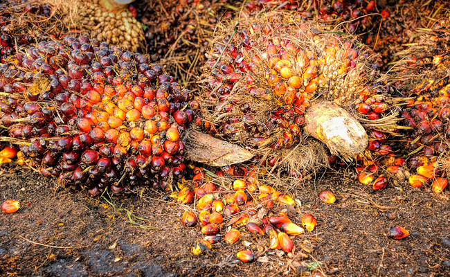 grappes de fruits pour produire de l'huile de palme