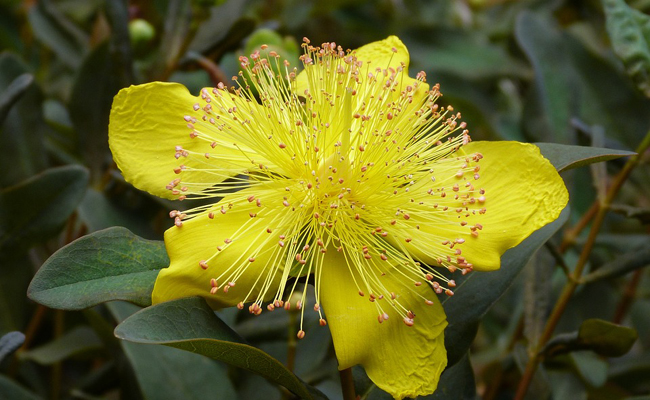 Millepertuis (Hypericum spp.), des fleurs jaunes tapissantes