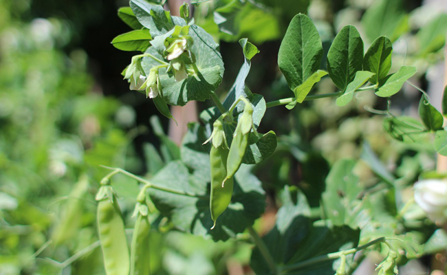 pois mangetout ou pois gourmands