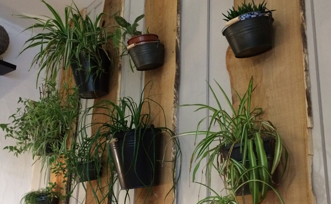 mur de plantes d'intérieur