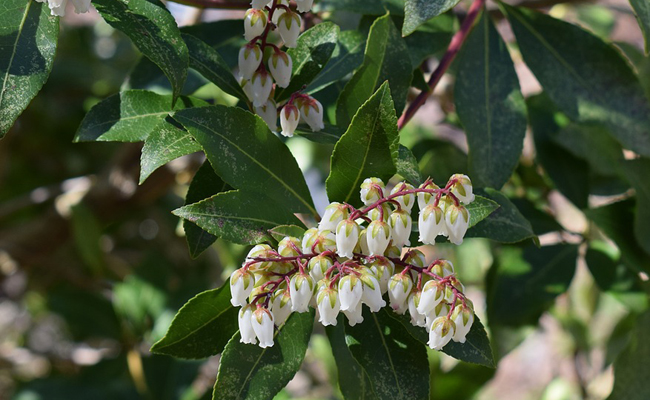 fleurs d'Andromède (Pieris), arbuste du jardin
