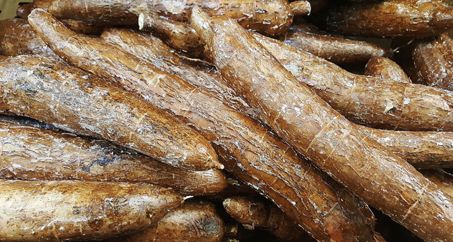 racines tubéreuses de manioc