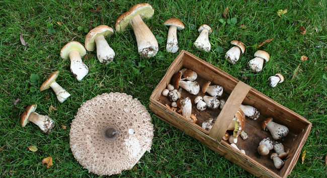 Cueillette des champignons : où et combien a-t-on le droit d’en ramasser ? 
