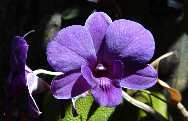 faire refleurir une orchidée Dendrobium