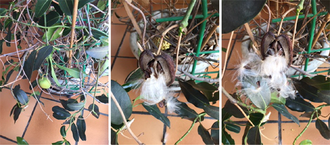 fruits du jasmin de Madagascar
