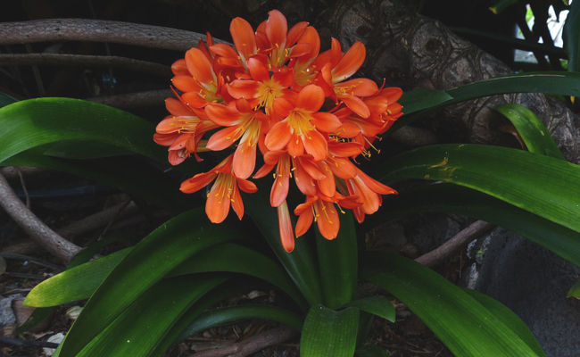 clivia, aux fleurs orange