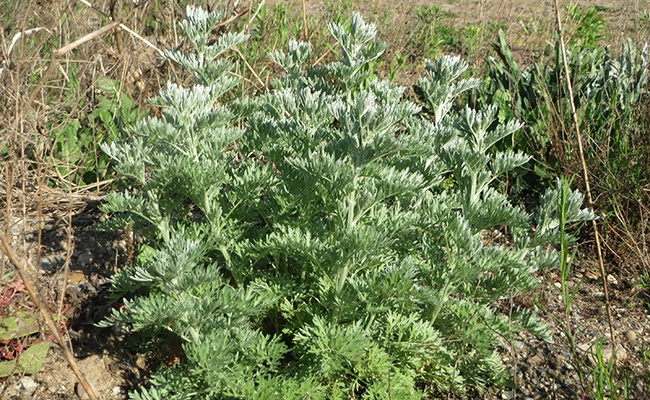 Absinthe (Artemisia absinthium), la grande absinthe