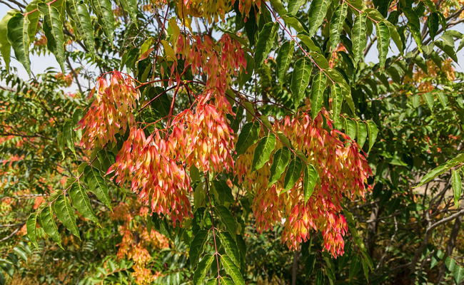 ailante (Ailanthus altissima) est appelé aussi Faux vernis du Japon