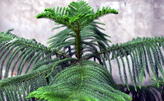 Pin de Norfolk (Araucaria heterophylla), un sapin d'appartement