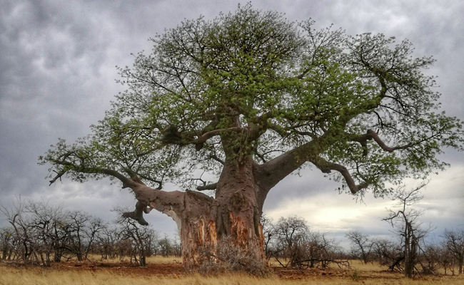Baobab (Adansonia digitata), arbre de vie