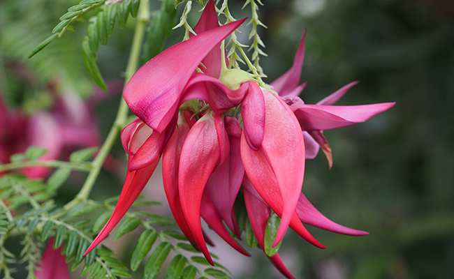 Bec de perroquet (Clianthus puniceus), aux fleurs recourbées