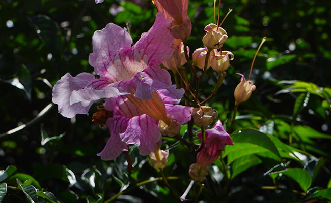 Bignone rose (Podranea ricasoliana), liane orchidée