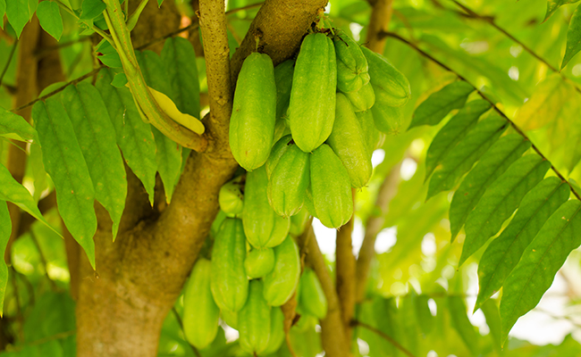 Bilimbi (Averrhoa bilimbi), arbre à cornichons