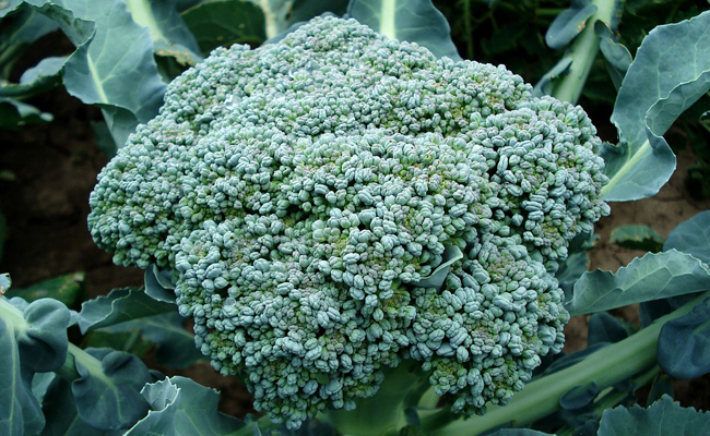 Culture du chou brocoli (Brassica oleracea italica) au jardin potager