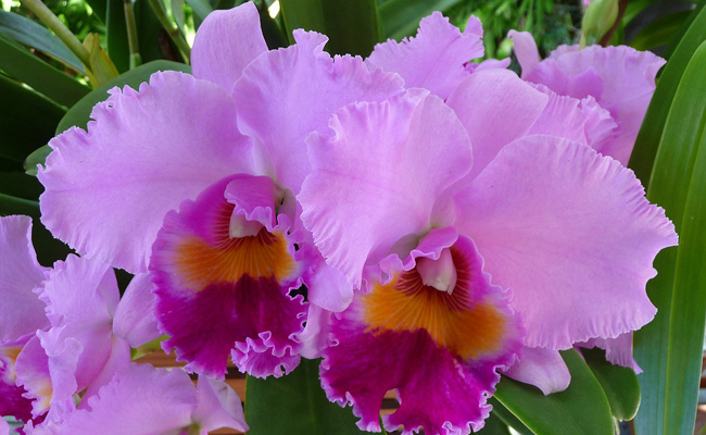 Orchidée Cattleya : une orchidée délicate aux fleurs décoratives et étonnantes