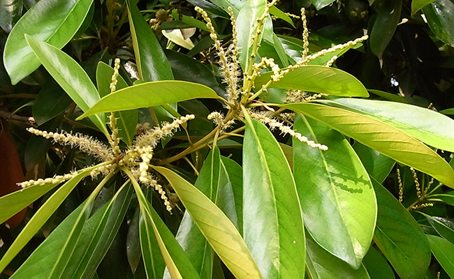Chêne à tan (Lithocarpus edulis), cousin du chêne