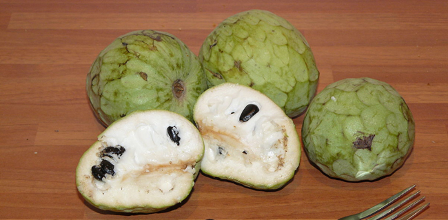 Anone ou chérimole (Annona cherimola), fruit du chérimolier