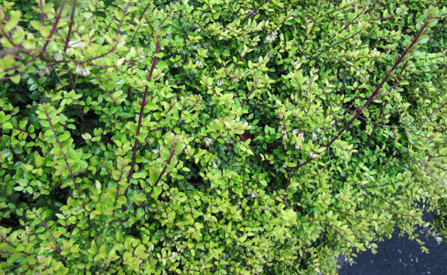 chèvrefeuille à feuilles de buis (Lonicera nitida)