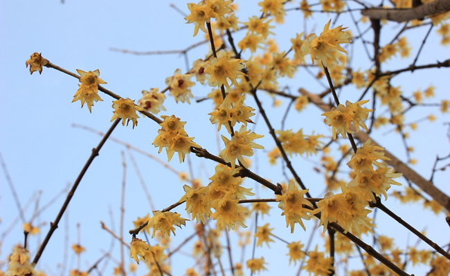 Chimonanthe odorant (Chimonanthus), une floraison d’hiver