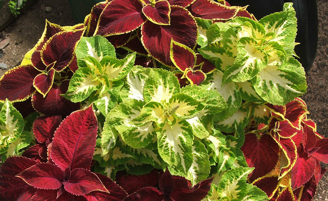 coléus aux feuilles très colorées de rouge, vert, pourpre, brun