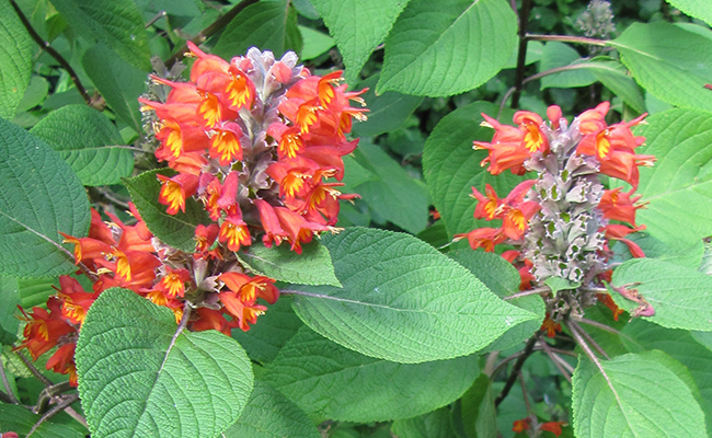 Menthe de l'Himalaya (Colquhounia coccinea), plante doliprane