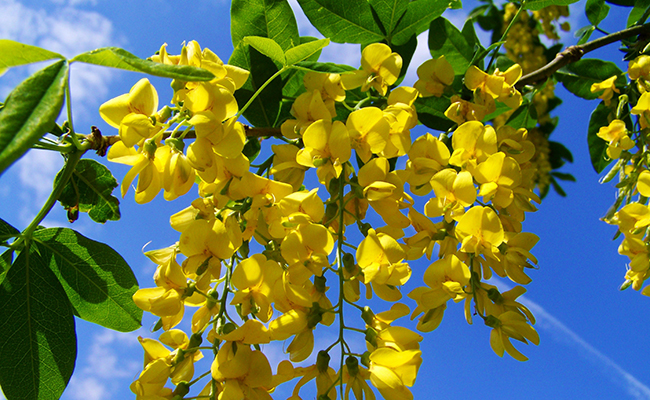 fleurs jaunes pendantes du cytise