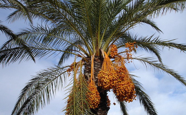 Dattier (Phoenix dactylifera), le palmier dattier