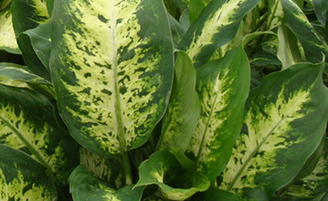 Dieffenbachia (Dieffenbachia), plante d'intérieur toxique