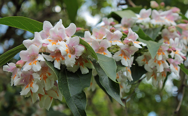 Dipelta florifère (Dipelta floribunda), un arbuste épatant