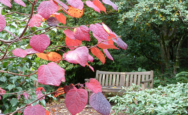 Disanthus à feuilles de cercis (Disanthus cercidifolius), flamboyant à l'automne